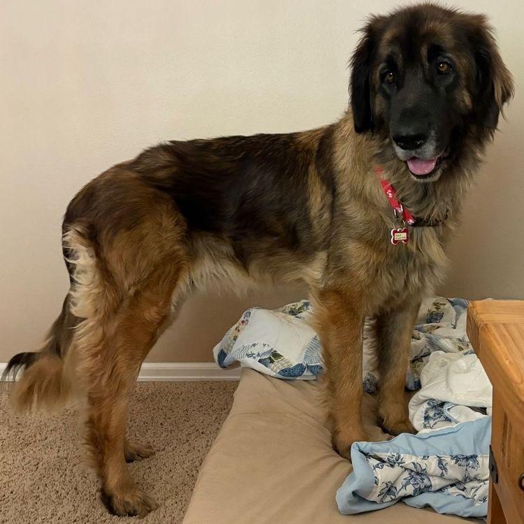 Thena, an adoptable Leonberger in Larkspur, CO, 80118 | Photo Image 2