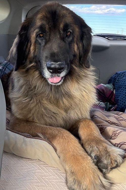 Thena, an adoptable Leonberger in Larkspur, CO, 80118 | Photo Image 1