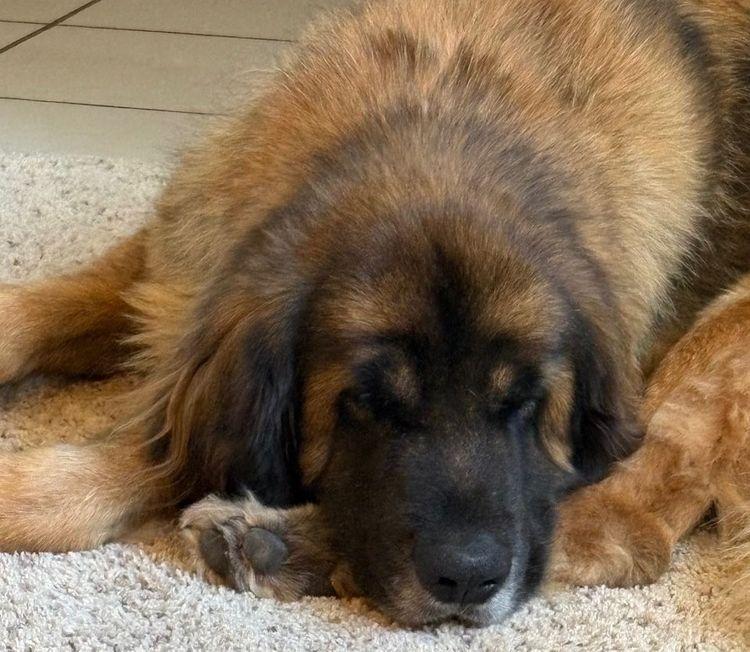Thena, an adoptable Leonberger in Larkspur, CO, 80118 | Photo Image 4
