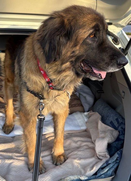 Thena, an adoptable Leonberger in Larkspur, CO, 80118 | Photo Image 3