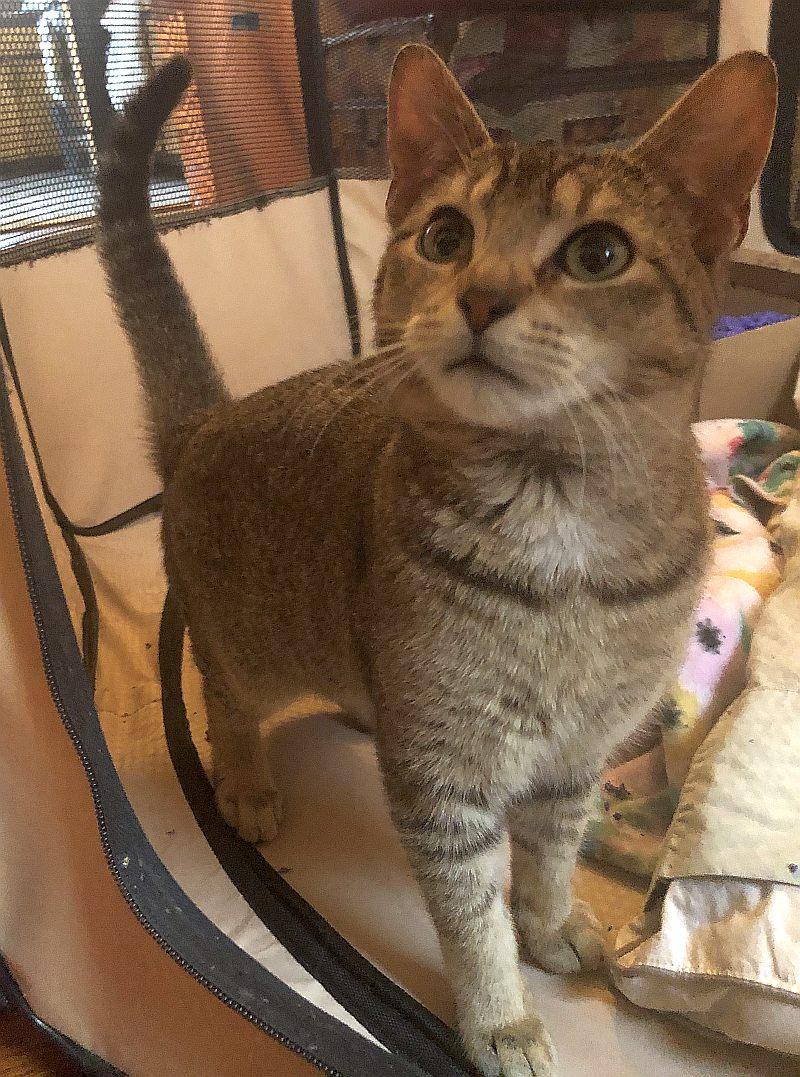 Enlarge Milo, a Adoptable Tabby in Rockaway, NJ image 1/3