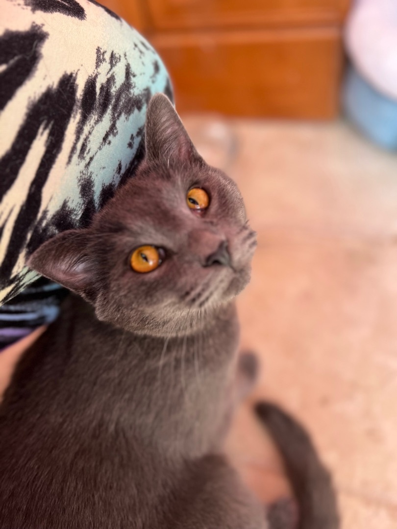 Ramses, Adopted, Kitten Male Domestic Short Hair & Russian Blue.