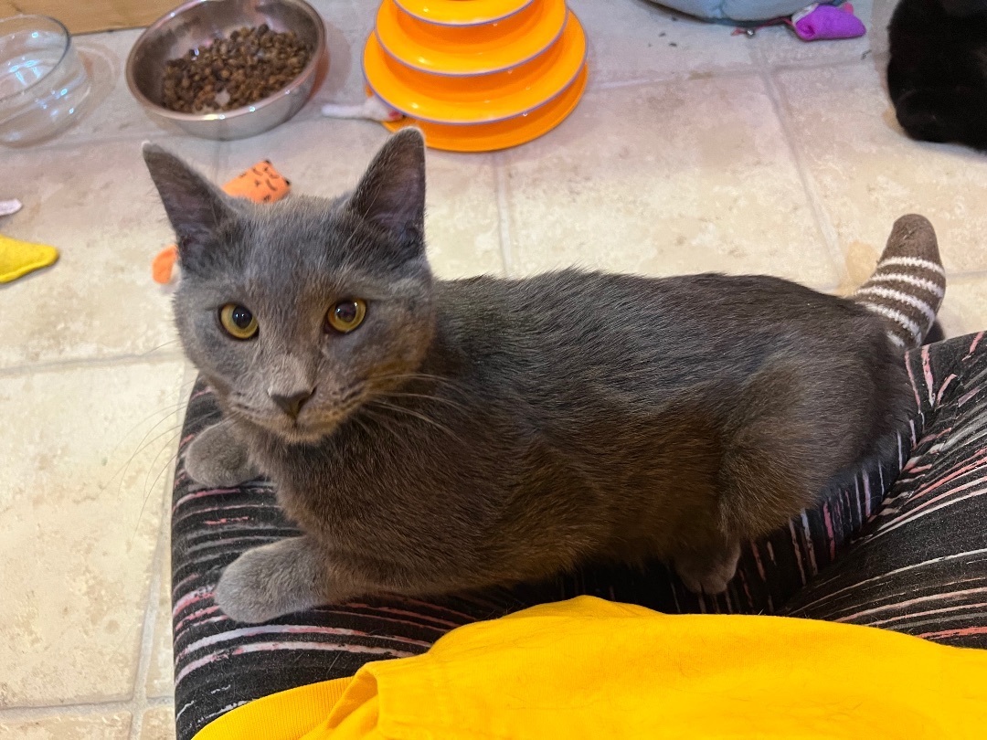 Enlarge Ramses, a Adopted mixed breed in Rock Spring, GA image 5/6