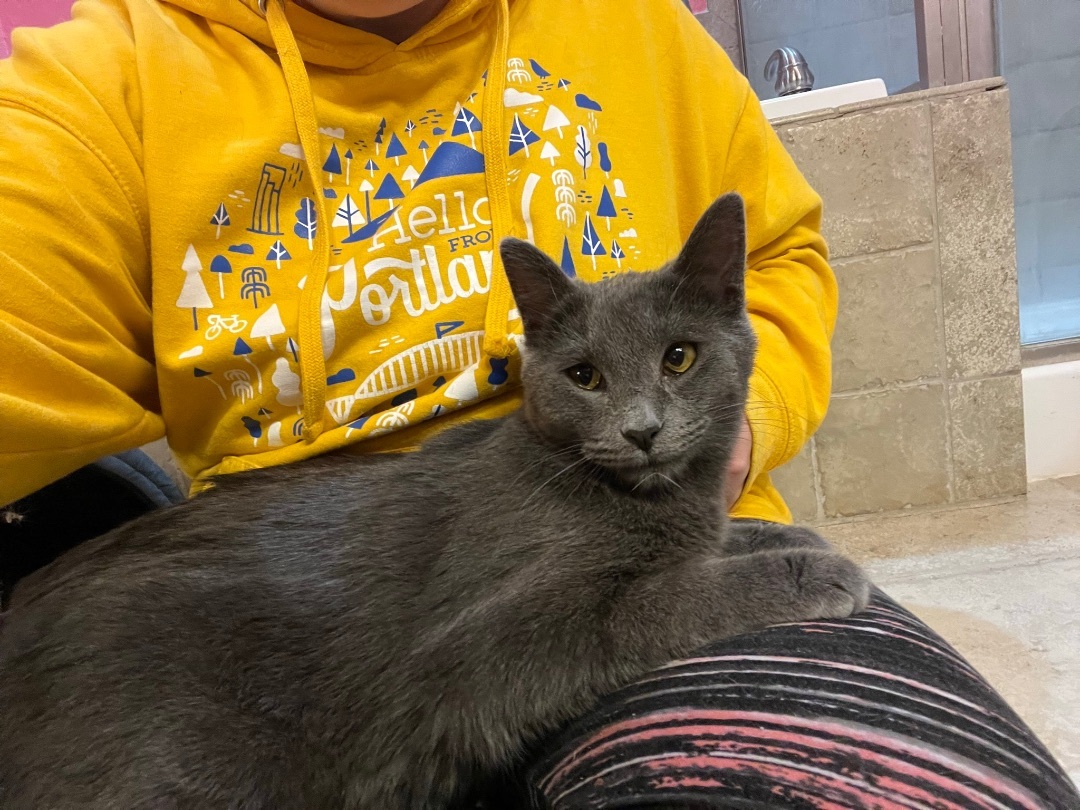 Enlarge Ramses, a Adopted mixed breed in Rock Spring, GA image 6/6