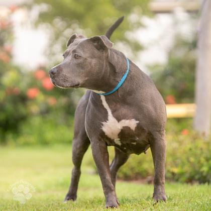 Mama, Adoptable, Adult Female Pit Bull Terrier & Mixed Breed.