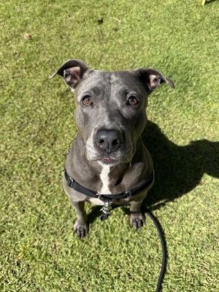 Enlarge Mama, a Adoptable mixed breed in Honolulu, HI image 2/3