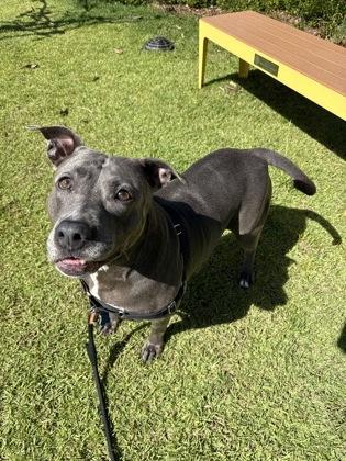 Enlarge Mama, a Adoptable mixed breed in Honolulu, HI image 3/3