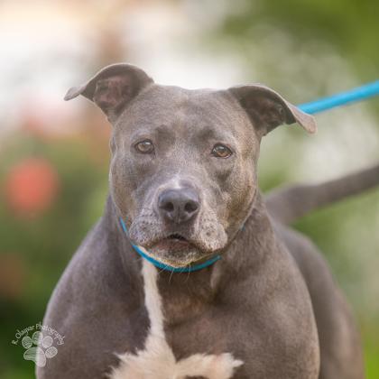 Enlarge Mama, a Adoptable mixed breed in Honolulu, HI image 2/3