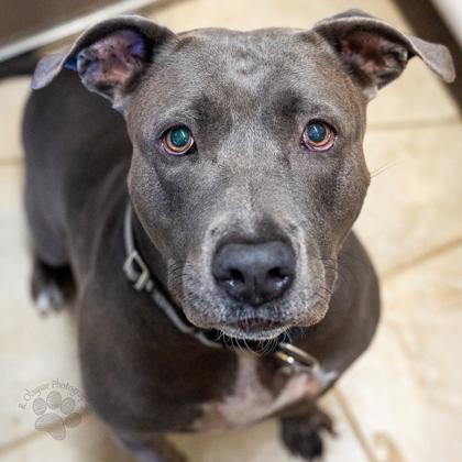 Enlarge Mama, a Adoptable mixed breed in Honolulu, HI image 3/3
