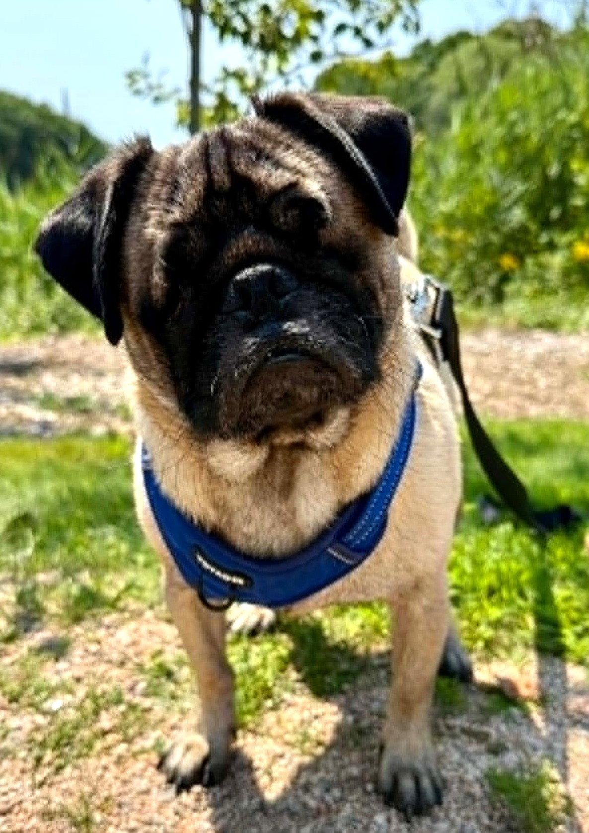 Kili, Adoptable, Adult Male Pug.