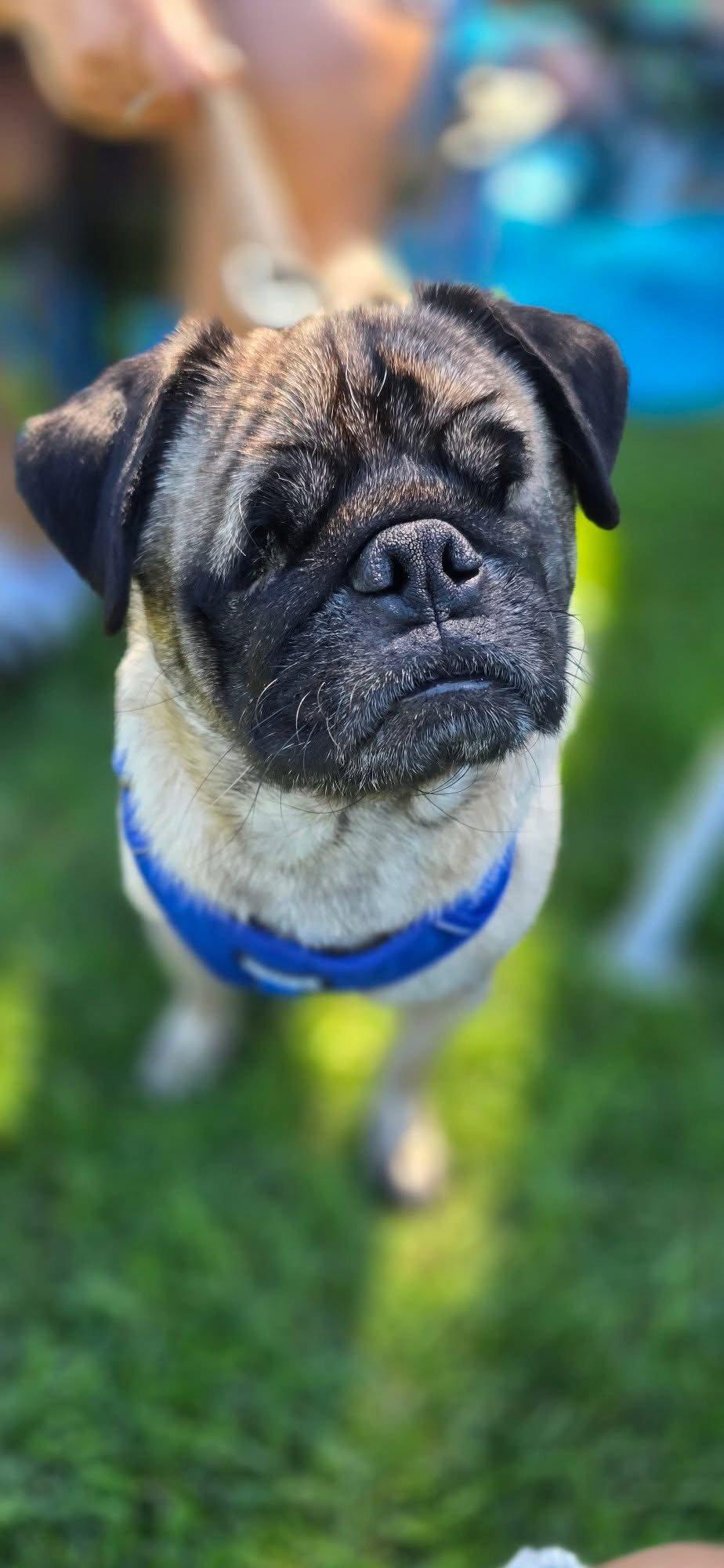 Enlarge Kili, a Adoptable Pug in Pelham, MA image 2/3