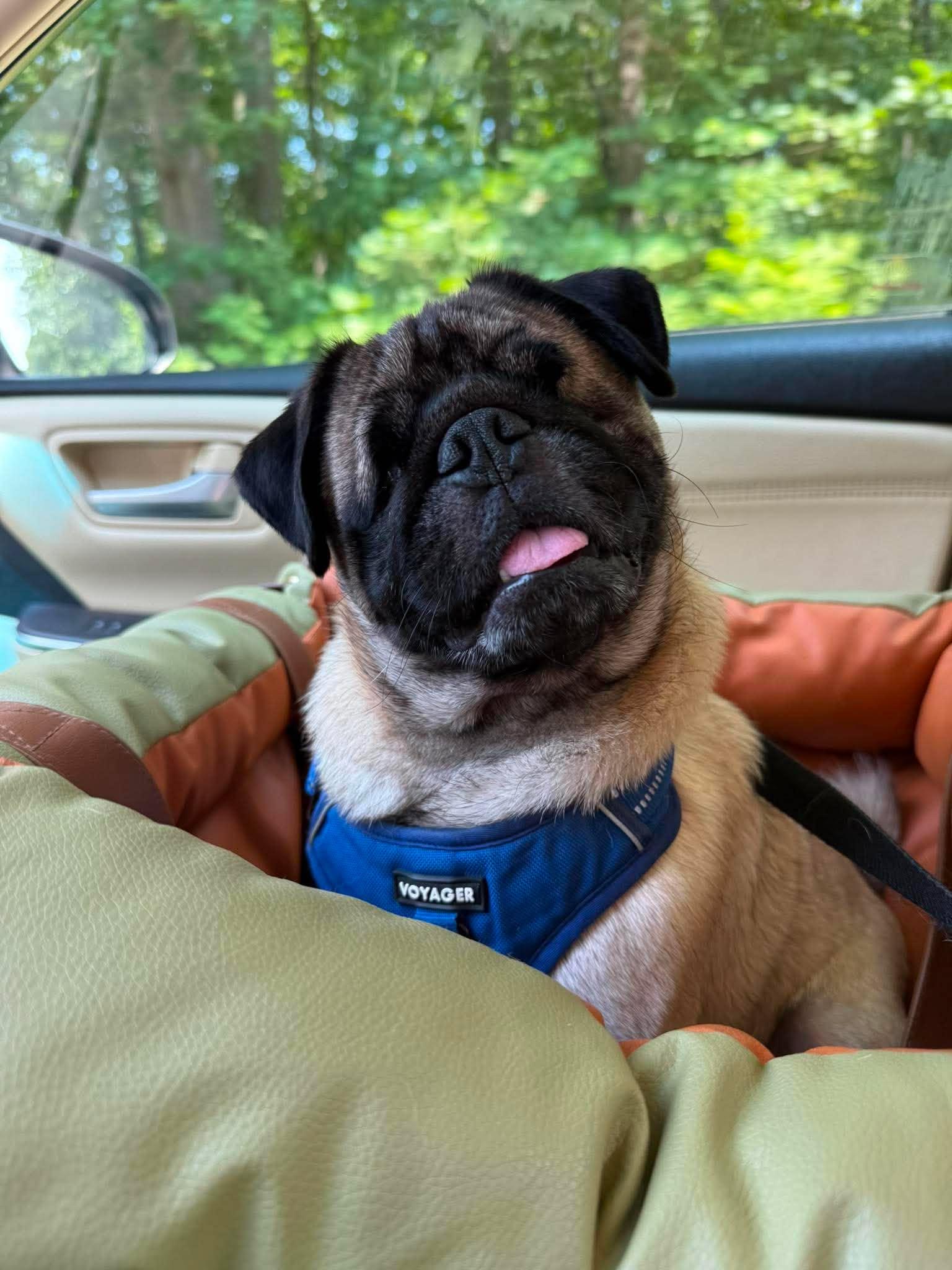 Enlarge Kili, a Adoptable Pug in Pelham, MA image 3/3