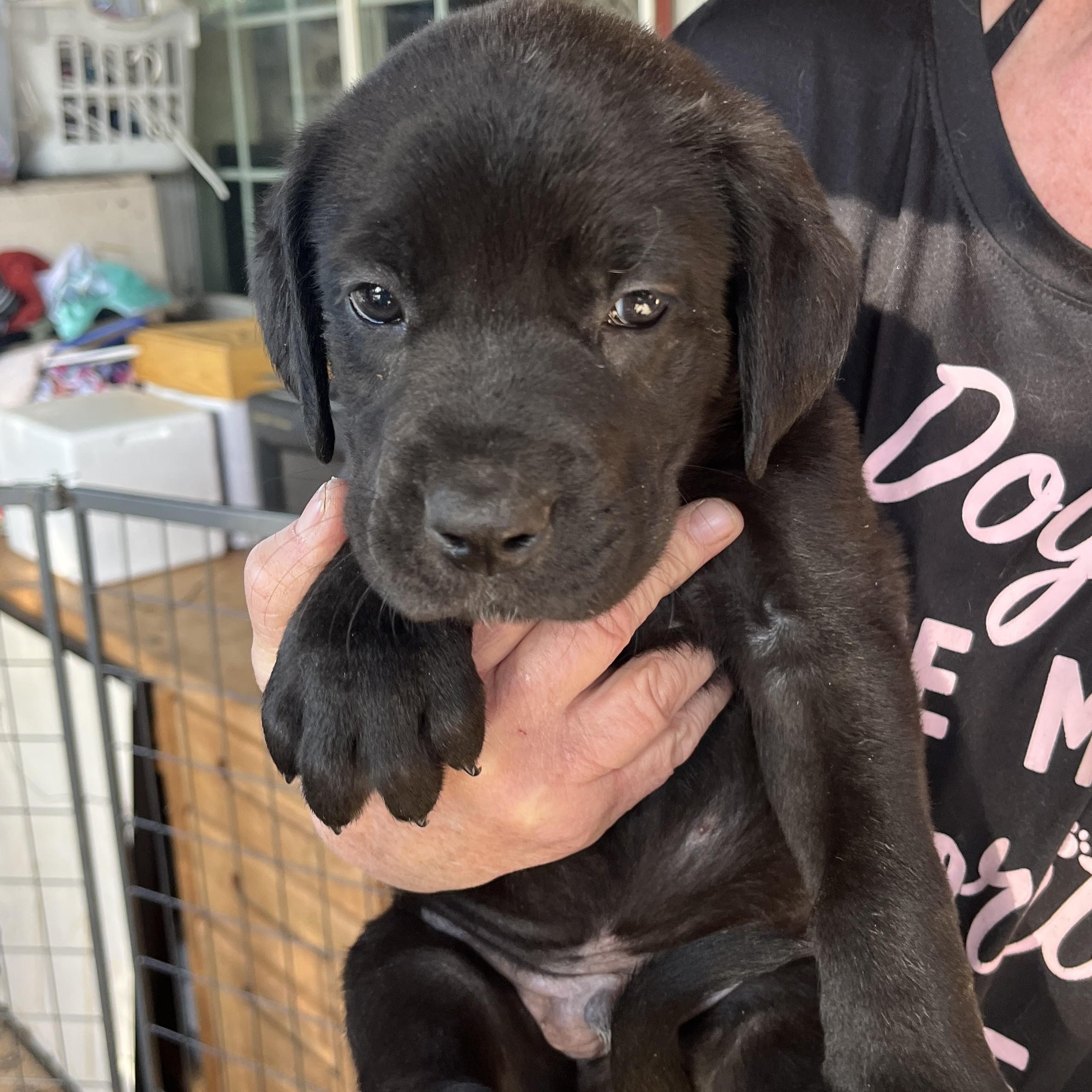 Enlarge Big Mo (and 5 siblings), an adopted mixed breed in Palo Cedro, CA image 2/6