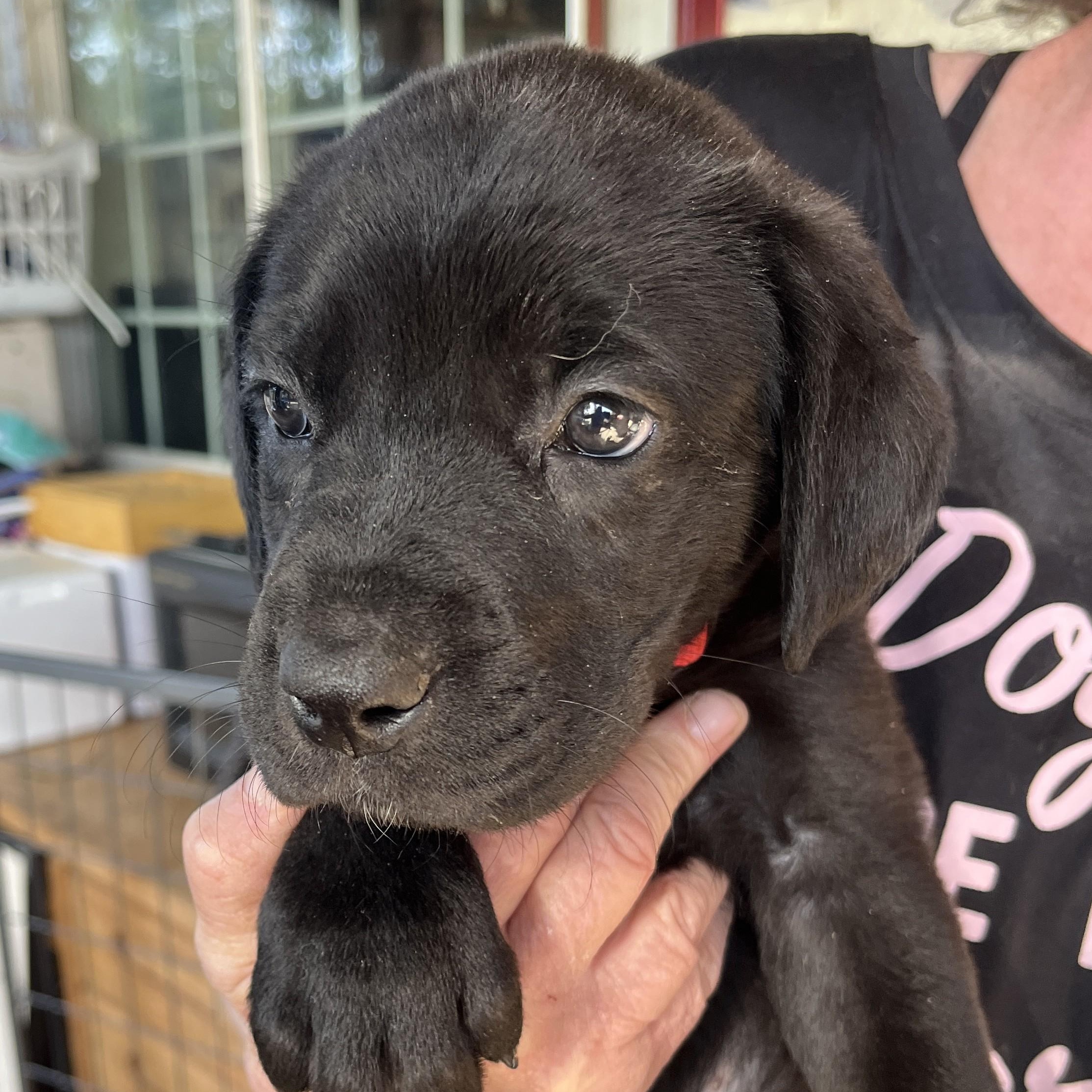 Enlarge Big Mo (and 5 siblings), an adopted mixed breed in Palo Cedro, CA image 1/6