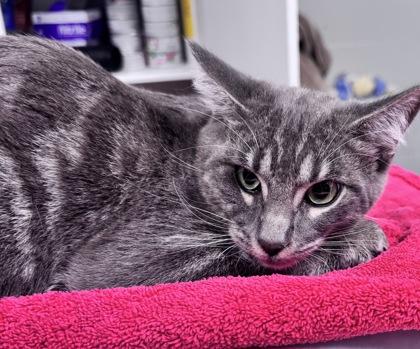 Enlarge Mimi, a Adoptable mixed breed in Daytona Beach, FL image 1/1