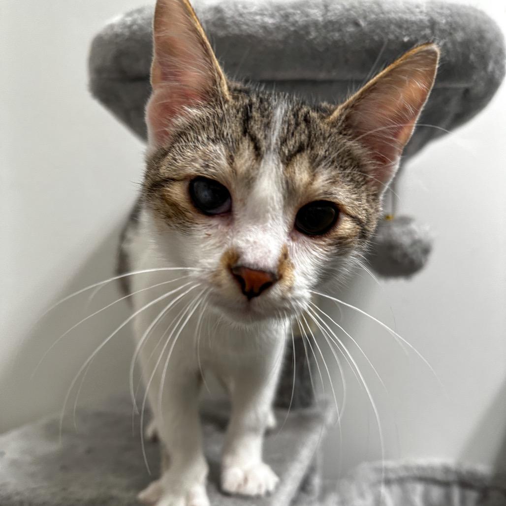 Cheerio, Adoptable, Adult Male Domestic Short Hair.