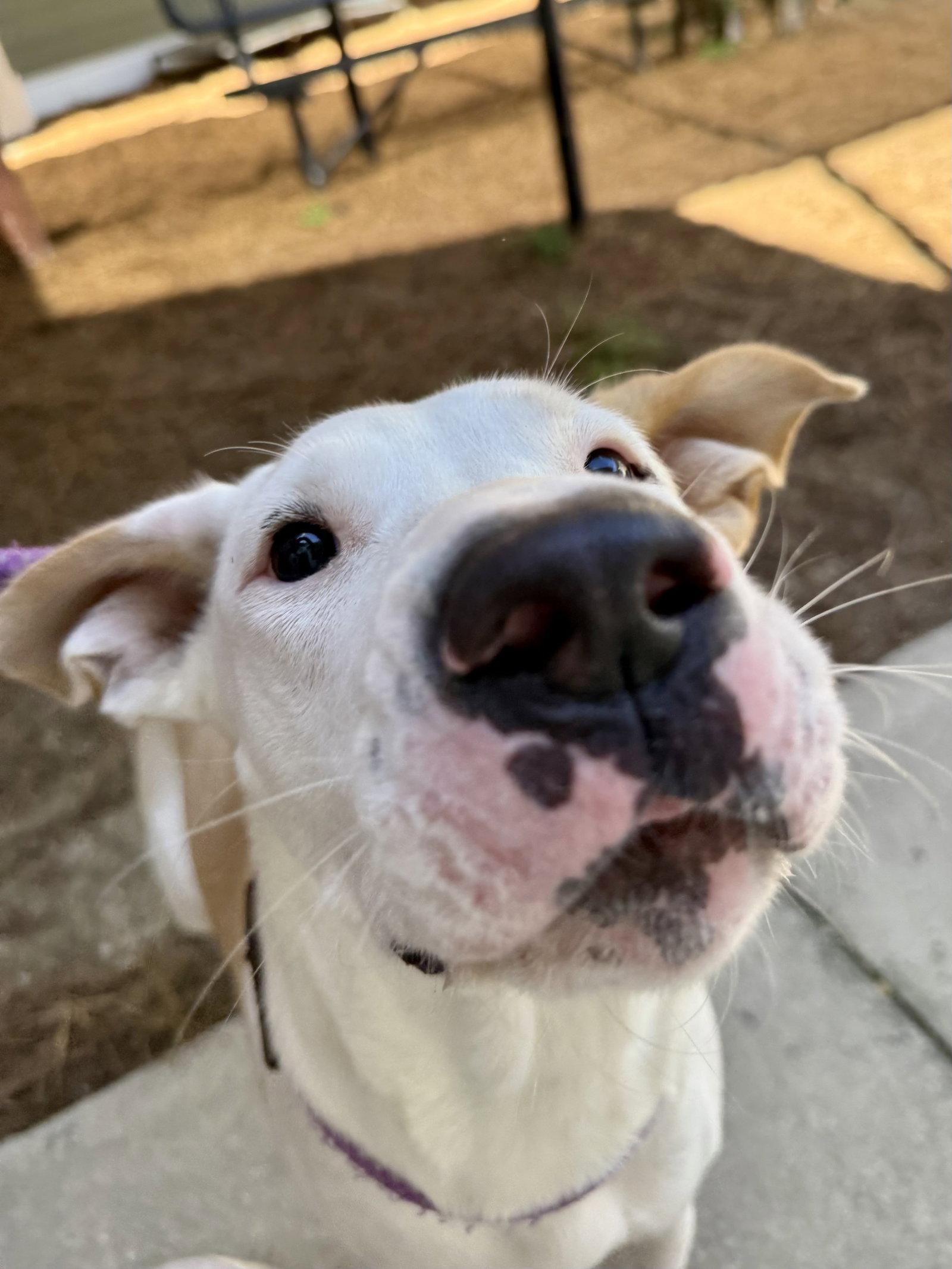 Salt Water Taffy, Adopted, Adult Female Labrador Retriever & Hound.
