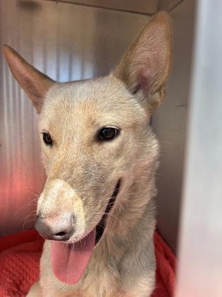 Savannah, an adopted mixed breed in Inverness, FL image 1/2