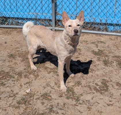 Savannah, an adopted mixed breed in Inverness, FL image 2/2
