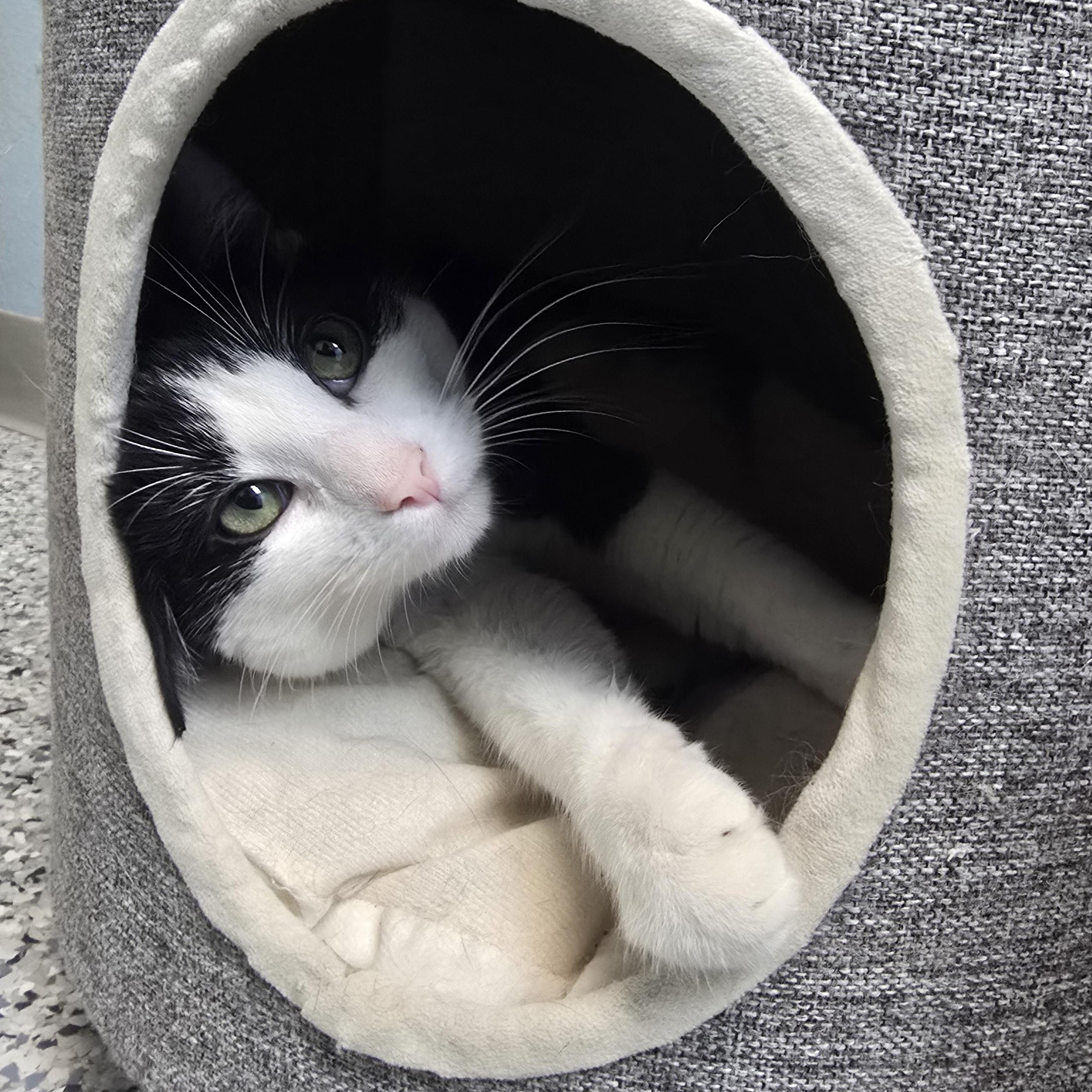 Enlarge Wesley, a ADOPTABLE Domestic Short Hair in Farmington, MO image 2/2