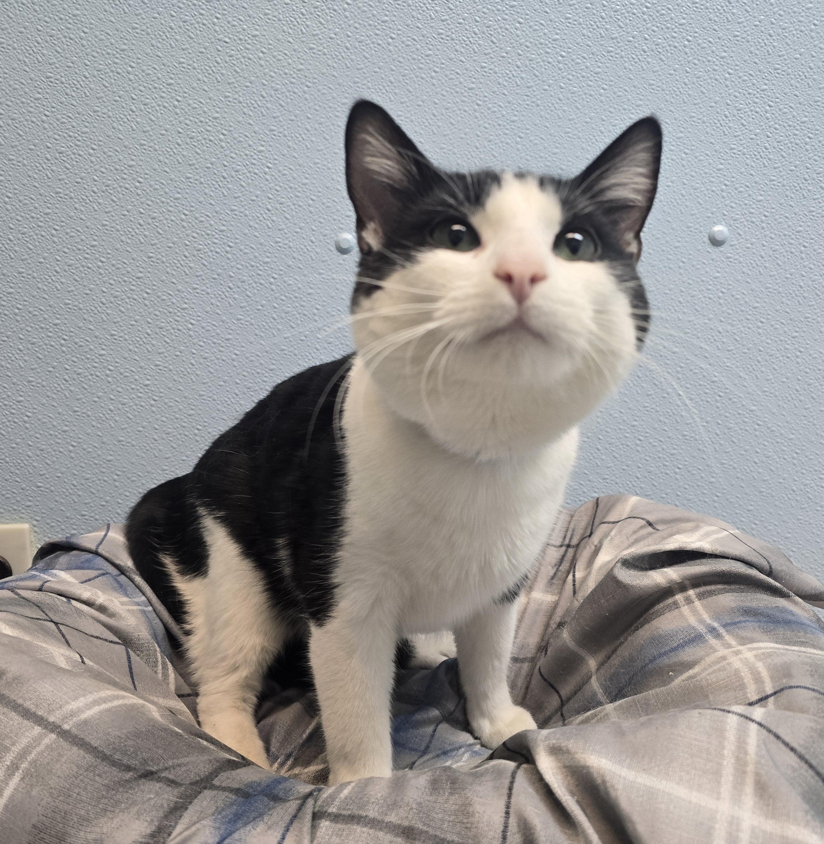 Enlarge Wesley, a ADOPTABLE Domestic Short Hair in Farmington, MO image 1/2