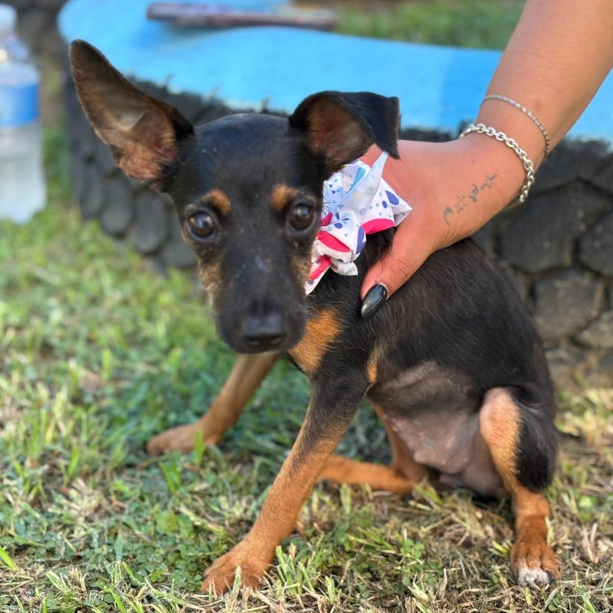Mariposa, Adoptable, Puppy Female Rat Terrier & Chihuahua.