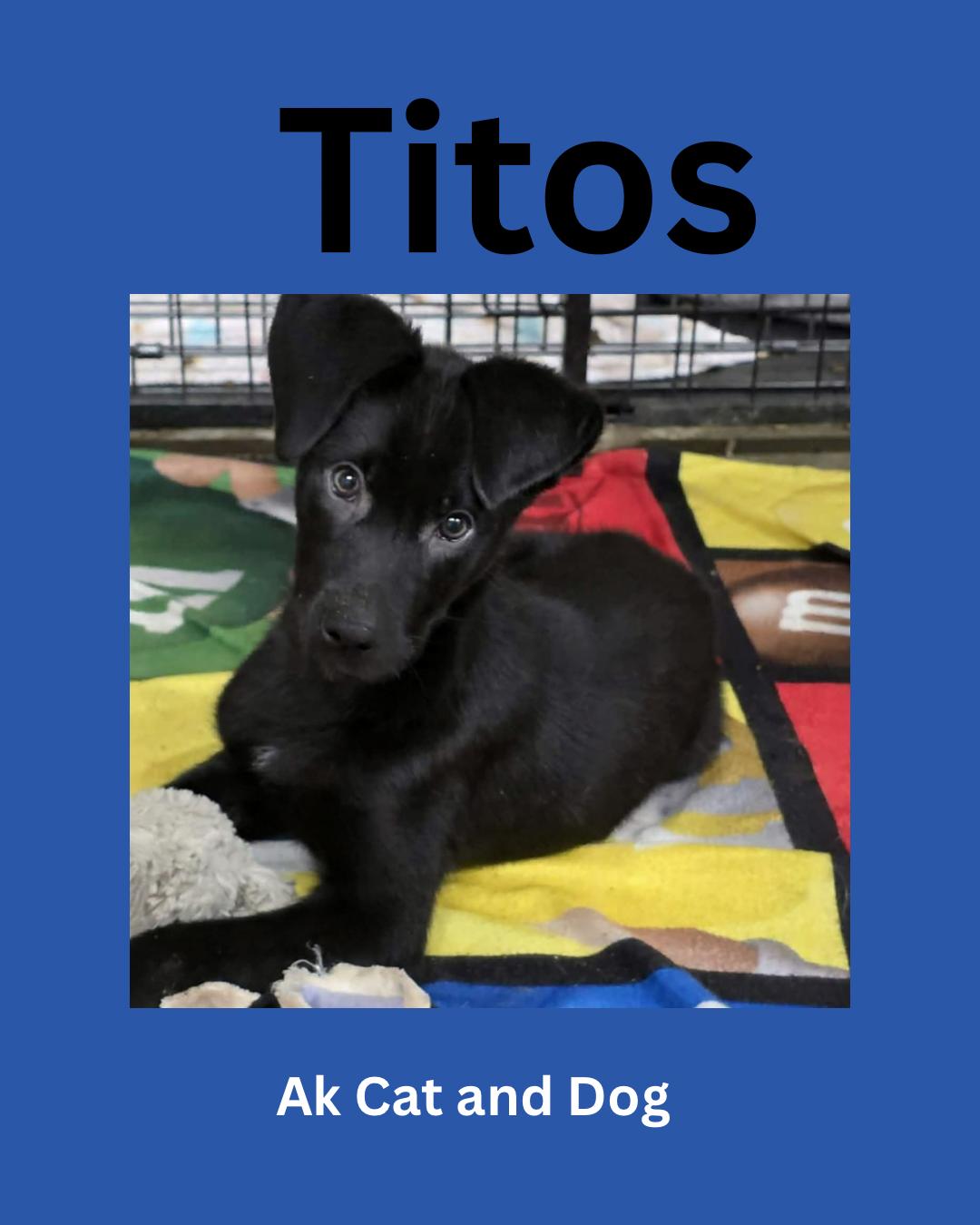 Titos (Dixie pup 9), Adopted, Puppy Male Husky.