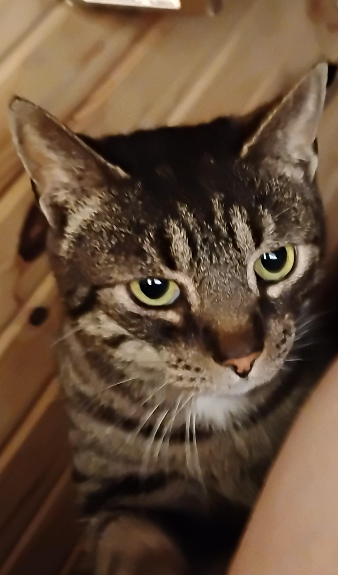 Enlarge Jasper, an adopted Domestic Short Hair in Nashville, TN image 1/3