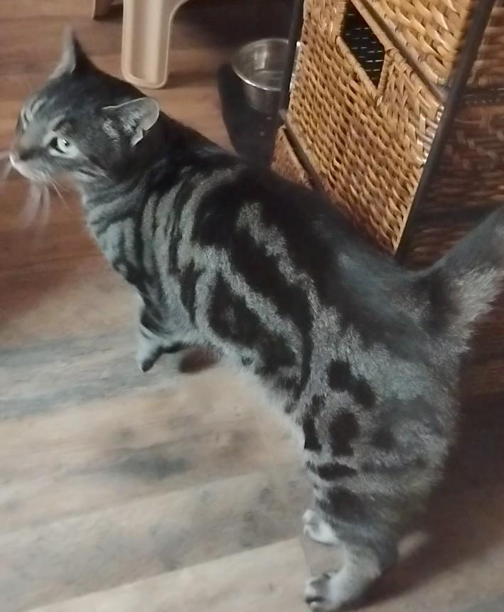 Enlarge Jasper, an adopted Domestic Short Hair in Nashville, TN image 2/3