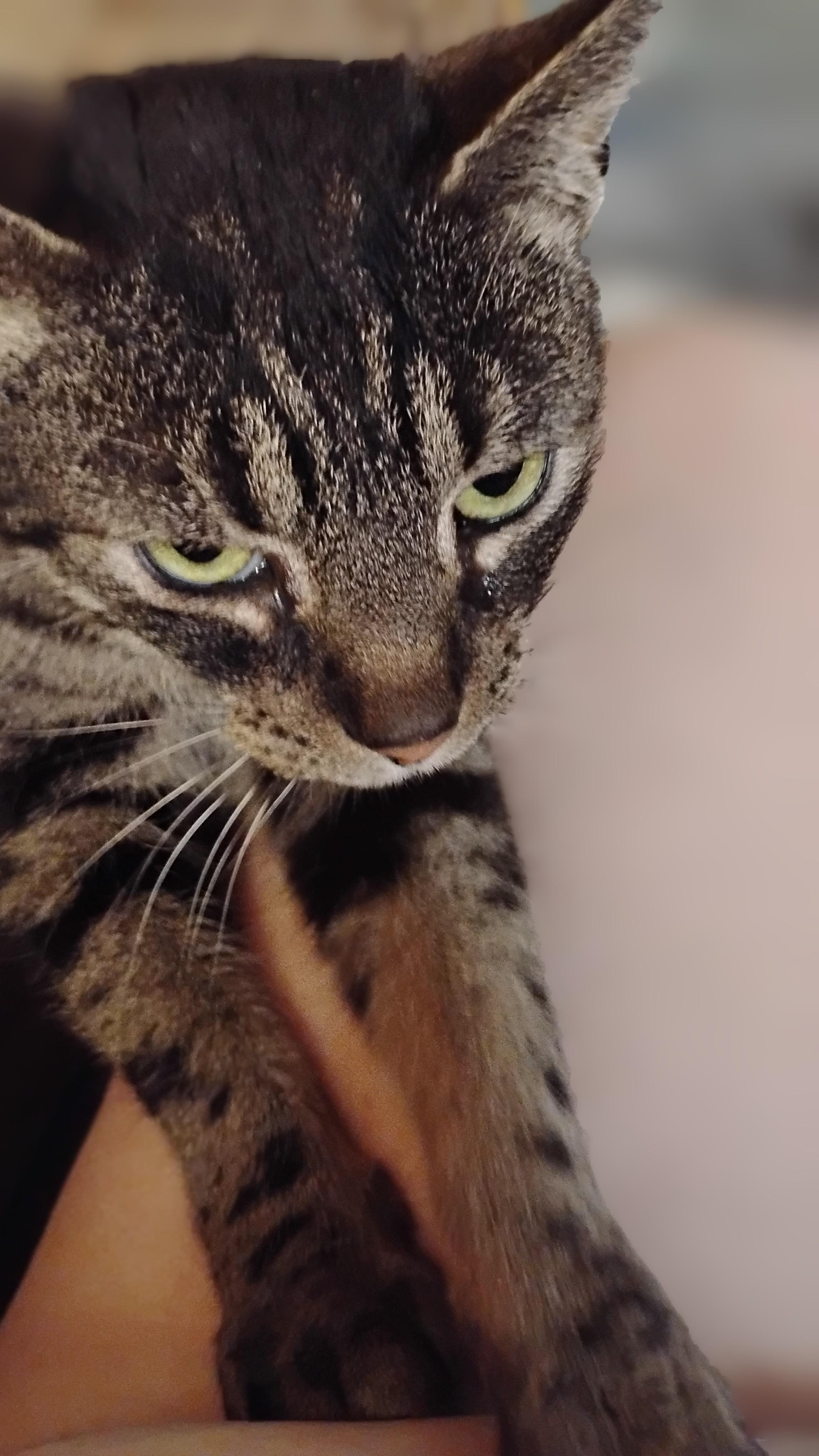 Enlarge Jasper, an adopted Domestic Short Hair in Nashville, TN image 3/3