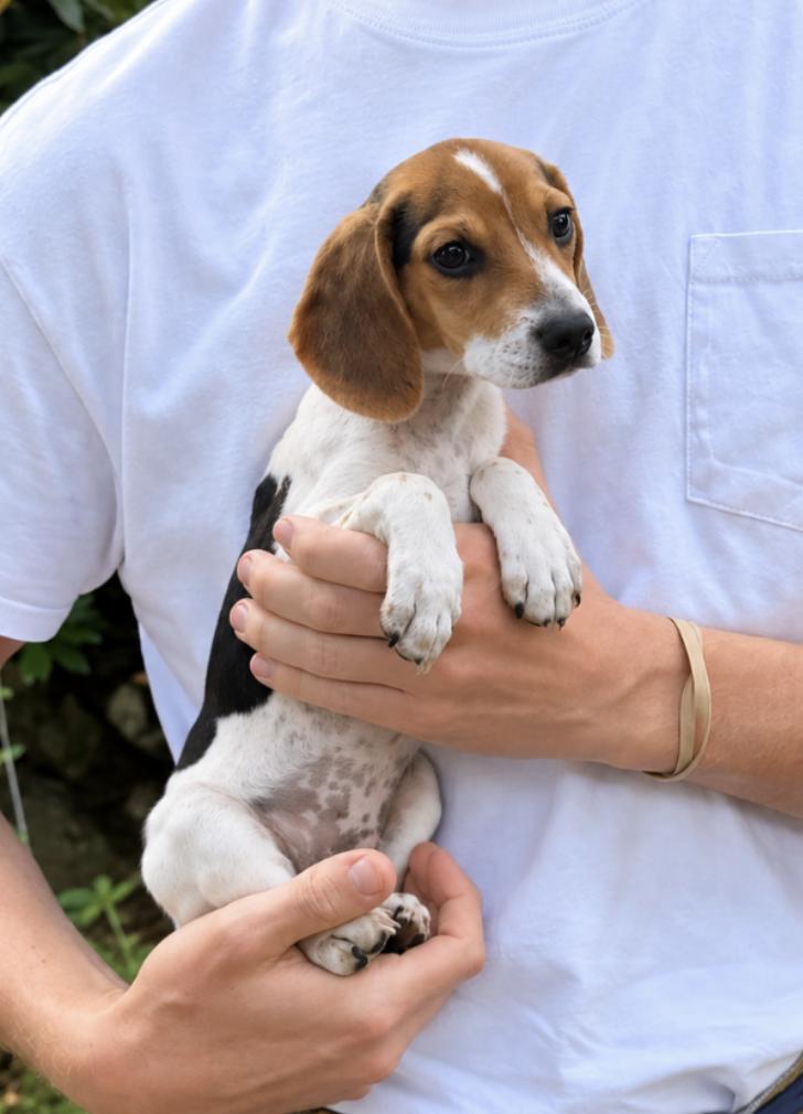 Copper, ADOPTABLE, Puppy Male Beagle.