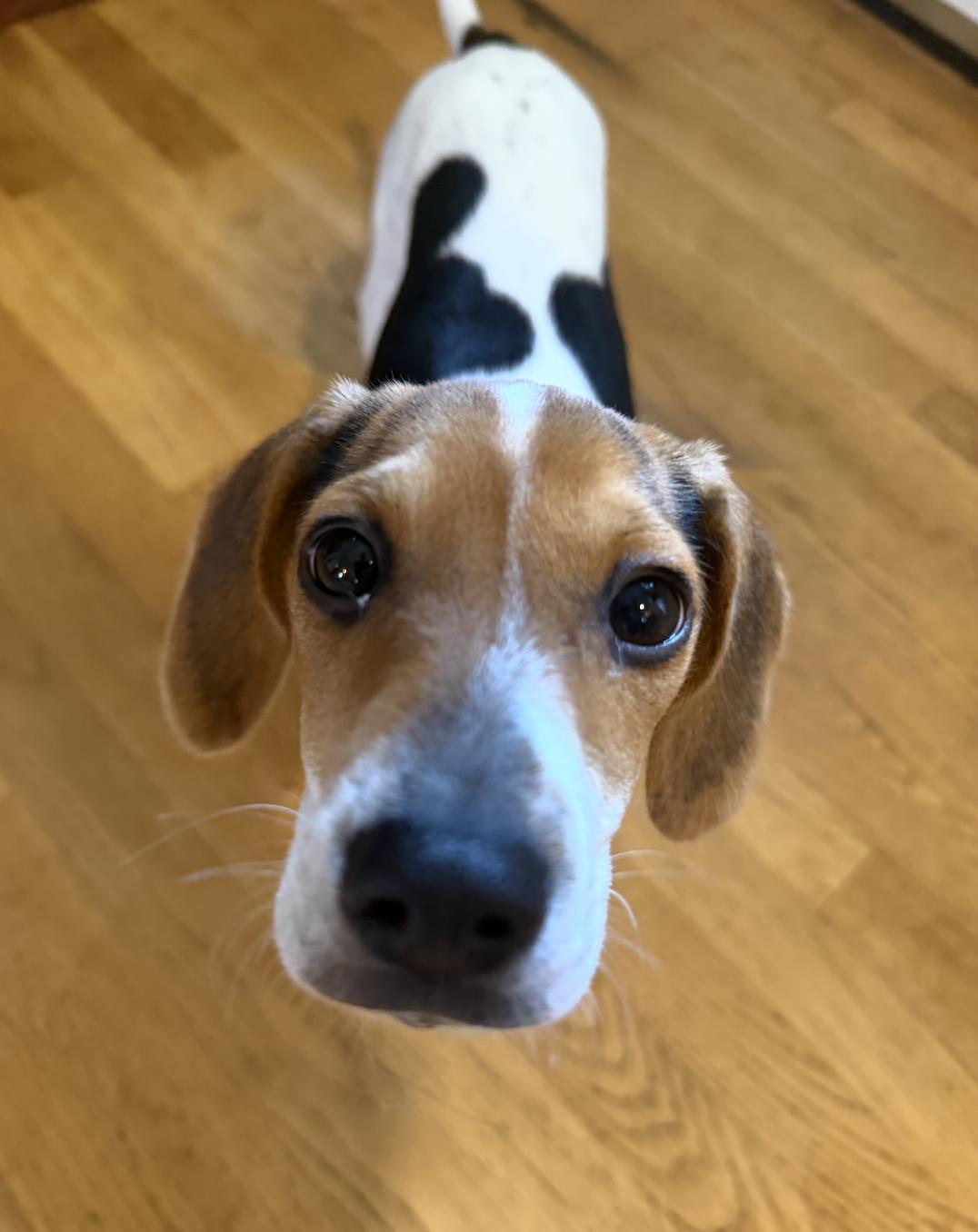 Enlarge Copper, a ADOPTABLE Beagle in Puyallup, WA image 2/3