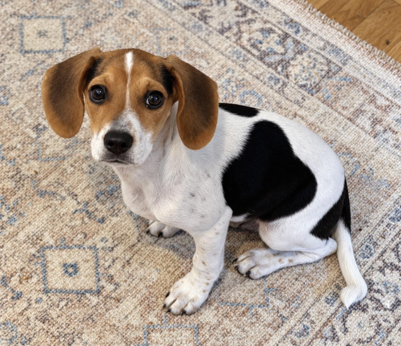 Enlarge Copper, a ADOPTABLE Beagle in Puyallup, WA image 3/3