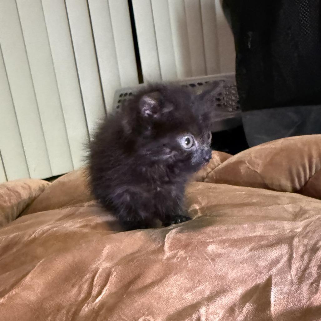 Meerkat, Adoptable, Kitten Female Domestic Short Hair & Domestic Short Hair.