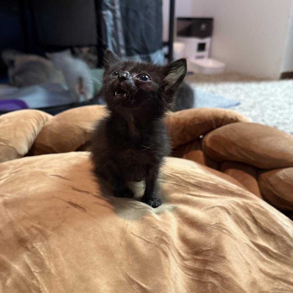 Enlarge Meerkat, a Adoptable mixed breed in San Antonio, TX image 3/6