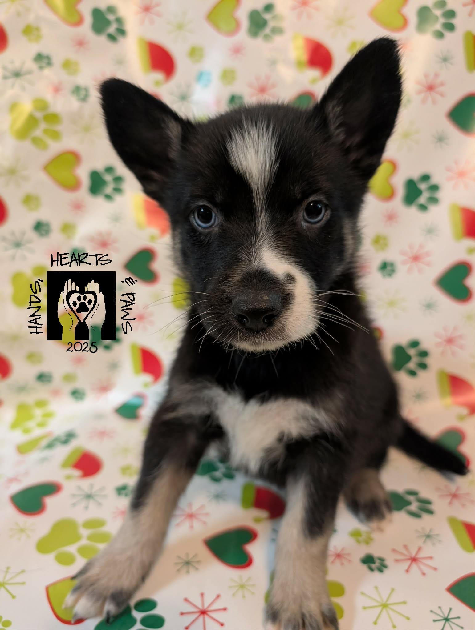Belsnickel, Adoptable, Puppy Female Husky.