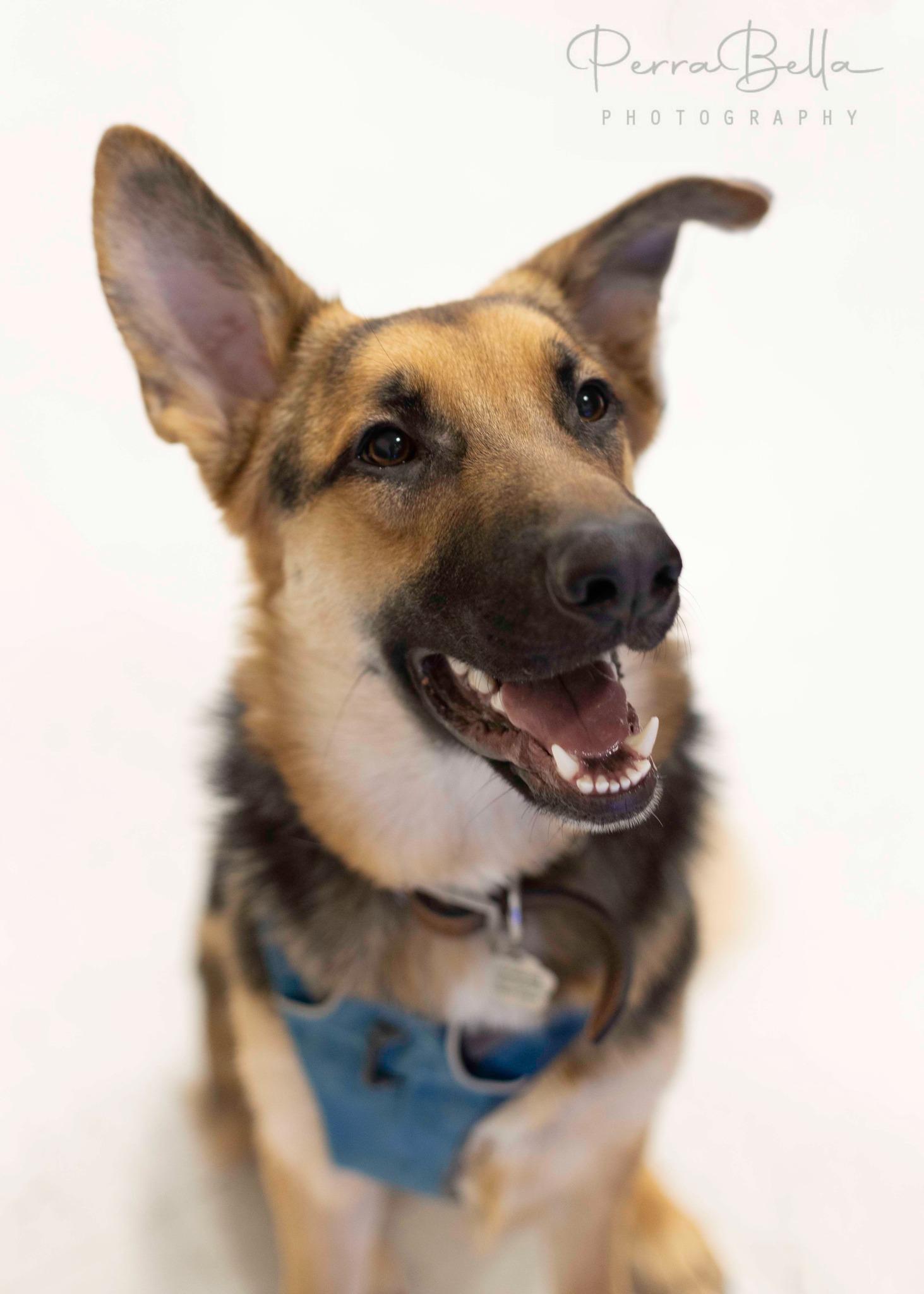Enlarge Bunker, a Adoptable German Shepherd Dog in West Richland, WA image 1/6