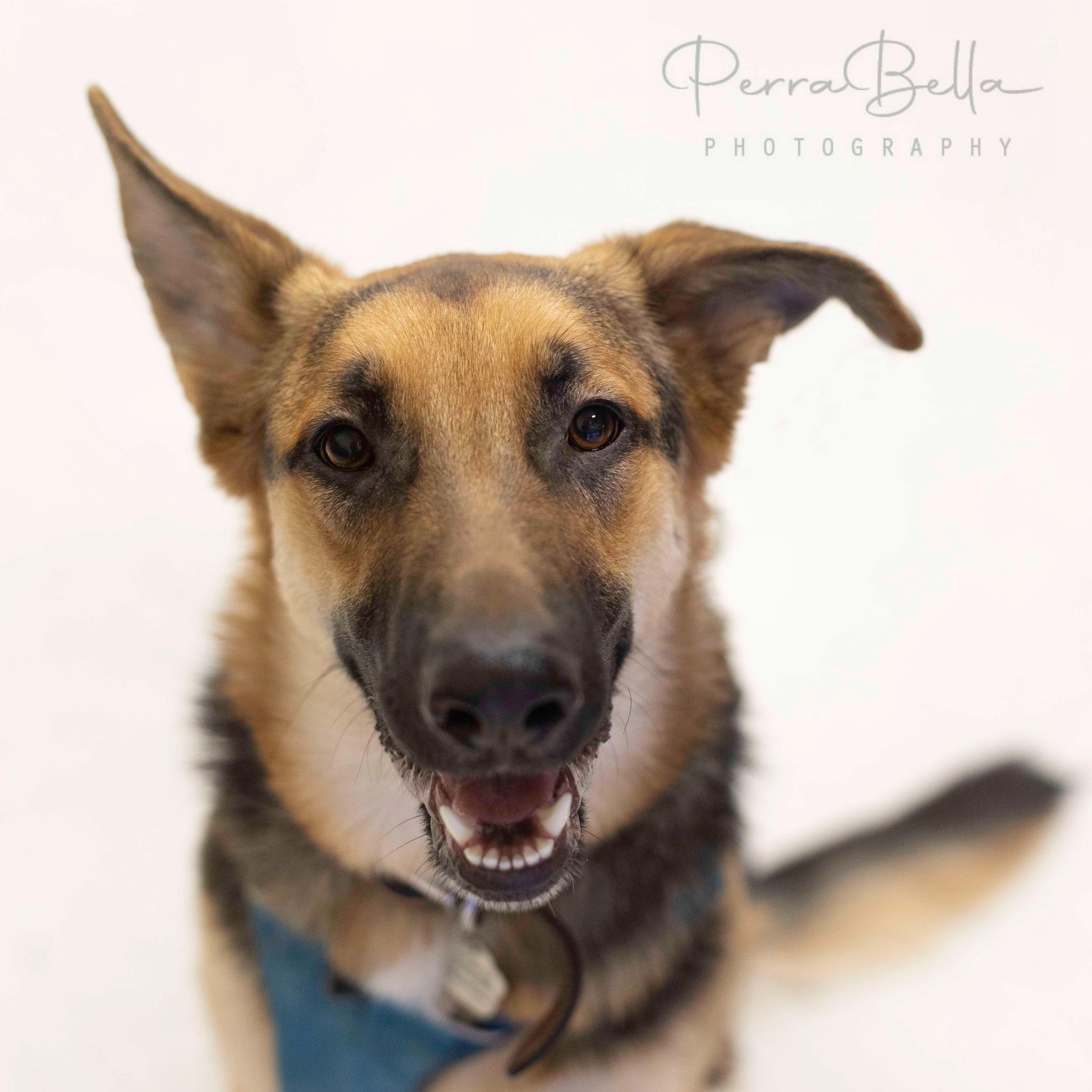 Enlarge Bunker, a Adoptable German Shepherd Dog in West Richland, WA image 4/6