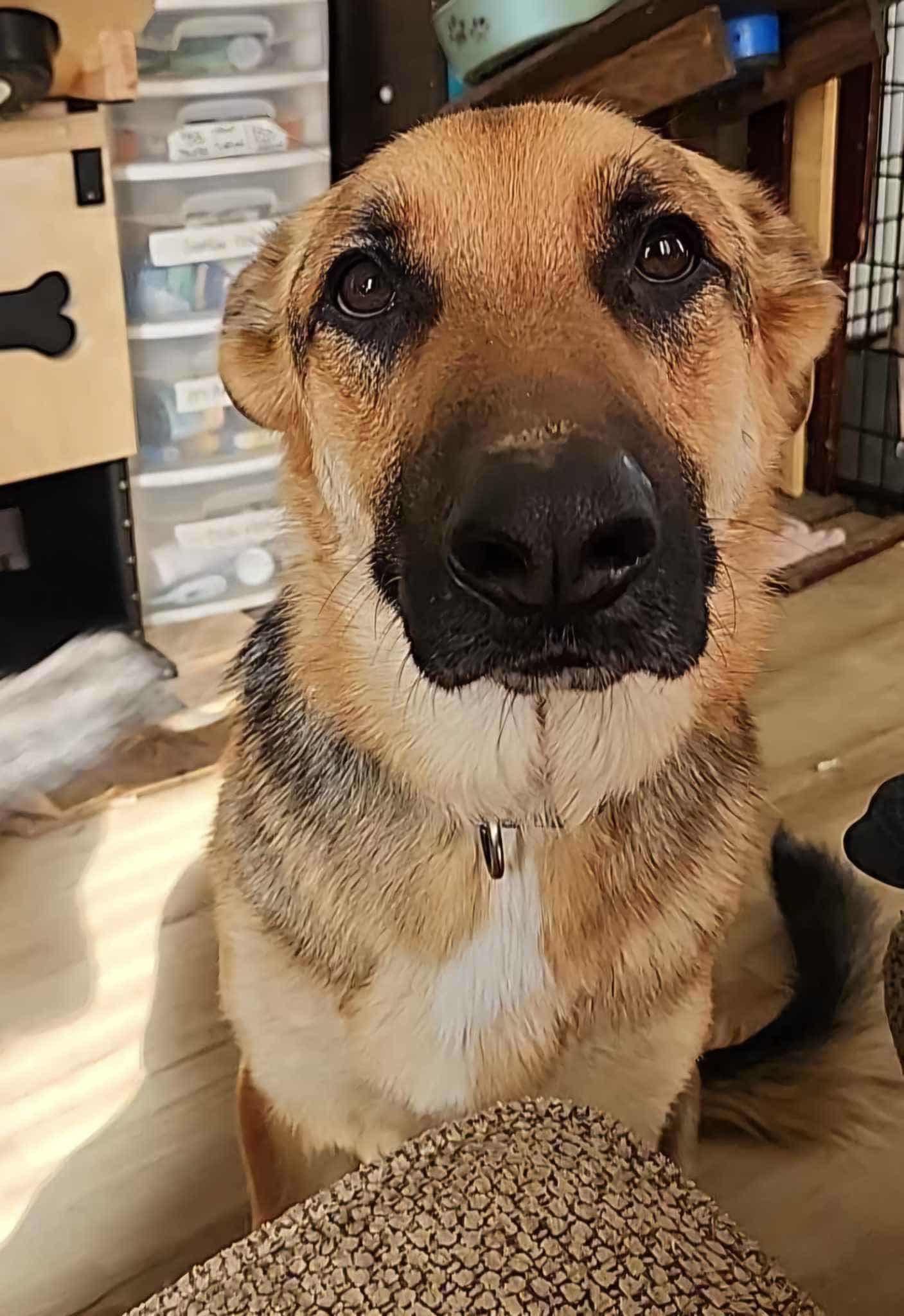 Enlarge Bunker, a Adoptable German Shepherd Dog in West Richland, WA image 5/6