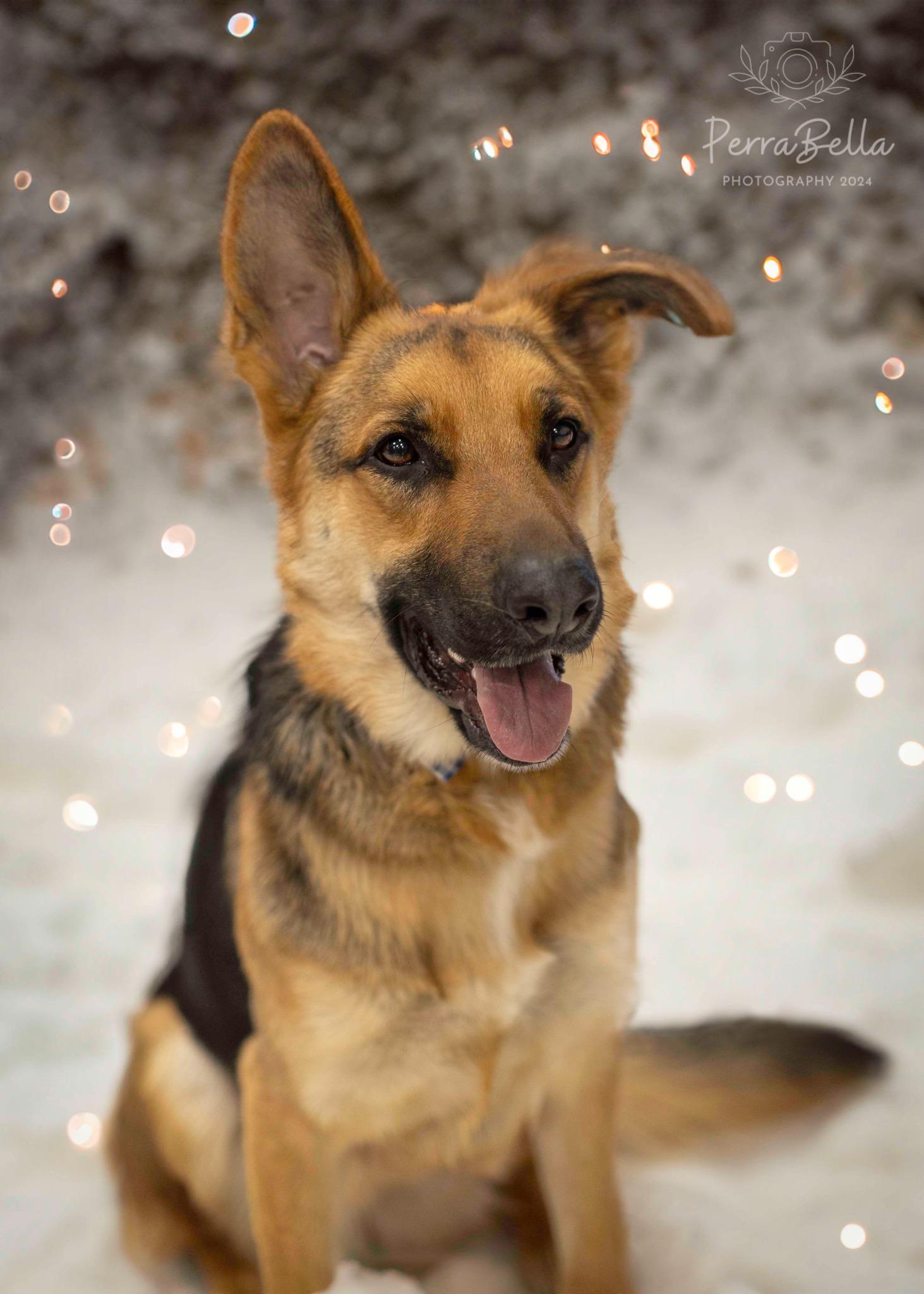 Enlarge Bunker, a Adoptable German Shepherd Dog in West Richland, WA image 6/6