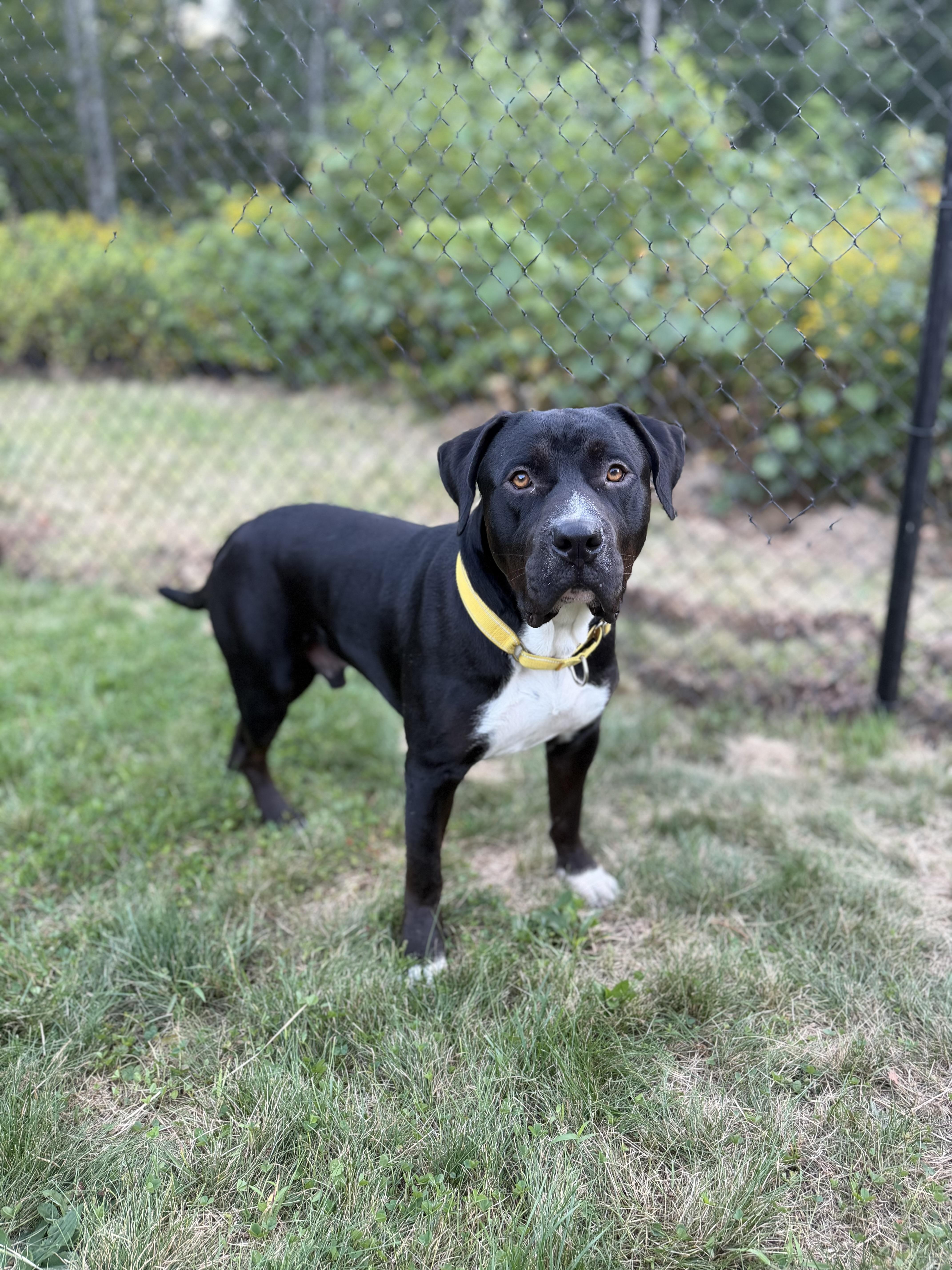 Enlarge WAFFLES, a Adoptable mixed breed in Kennebunk , ME image 4/6