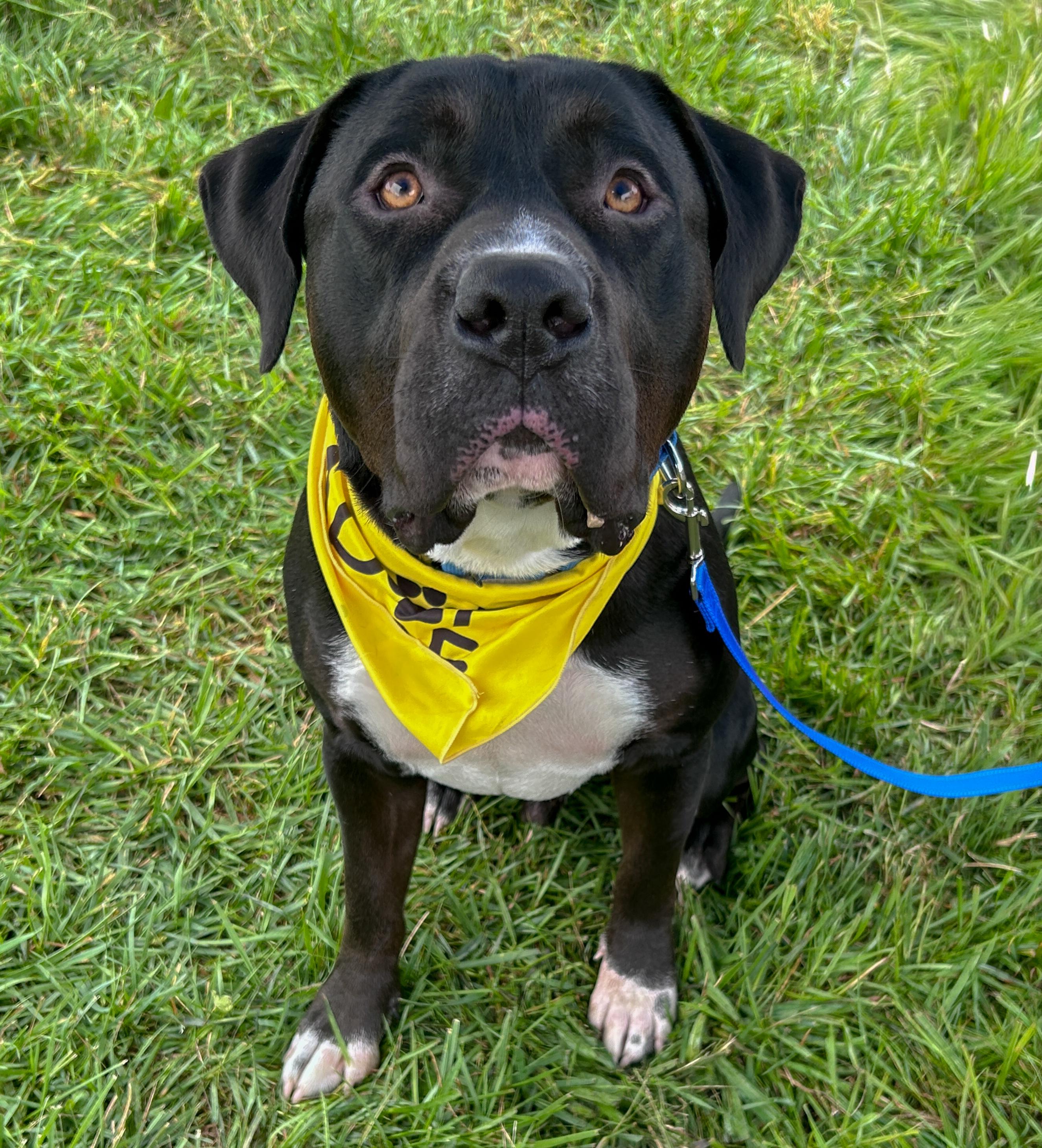 Enlarge WAFFLES, a Adoptable mixed breed in Kennebunk , ME image 1/6