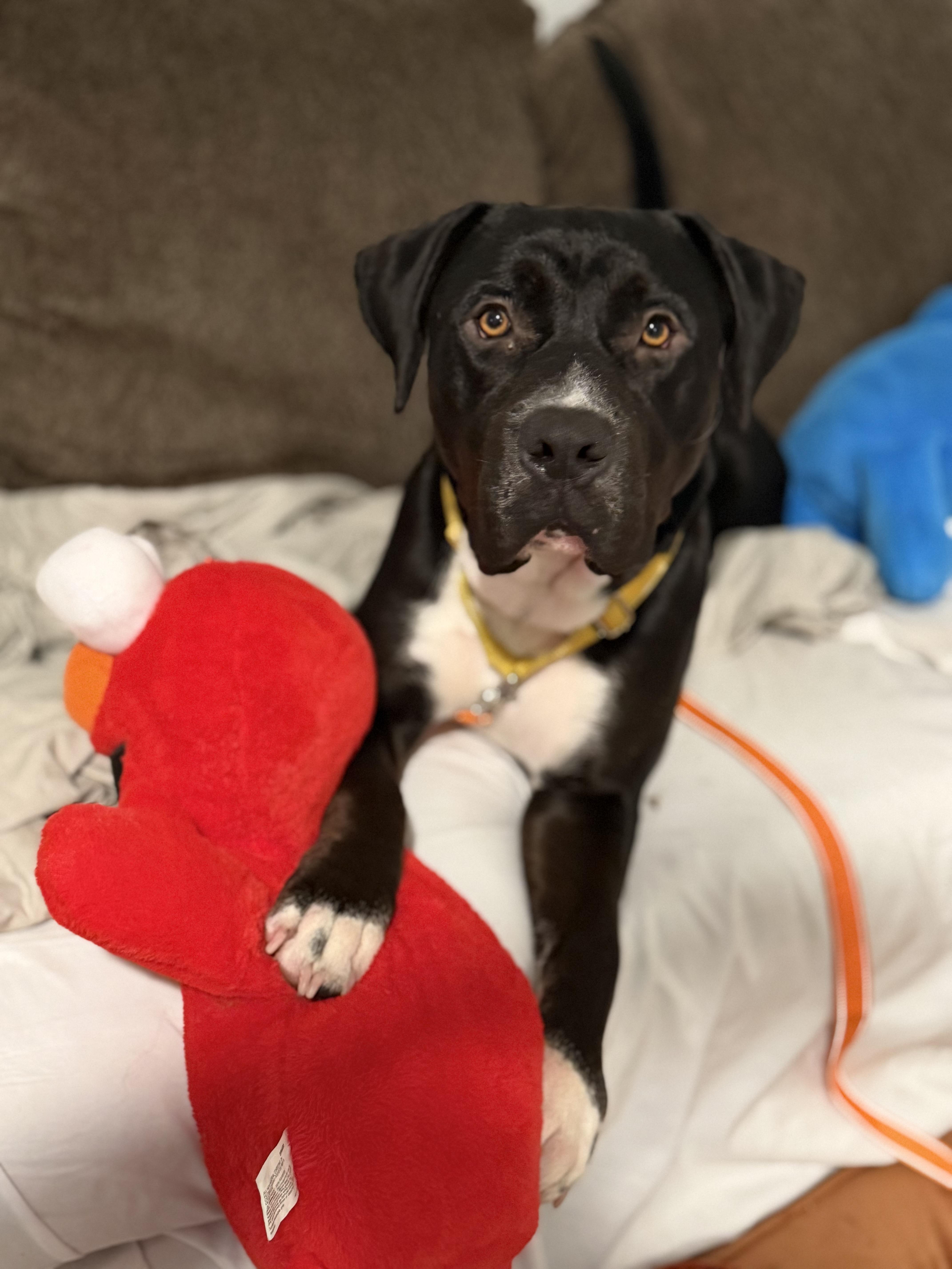 Enlarge WAFFLES, a Adoptable mixed breed in Kennebunk , ME image 3/6