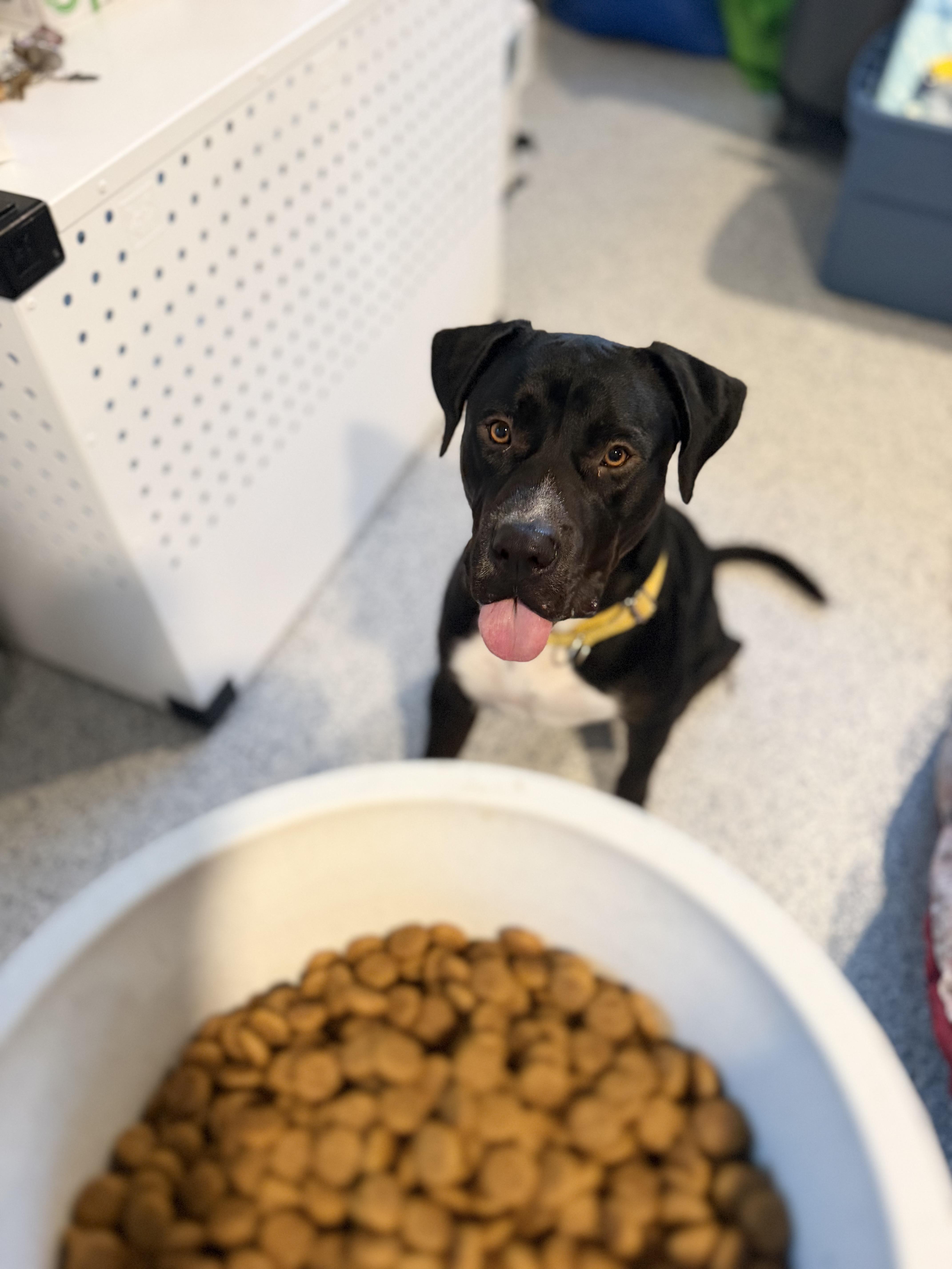 Enlarge WAFFLES, a Adoptable mixed breed in Kennebunk , ME image 2/6