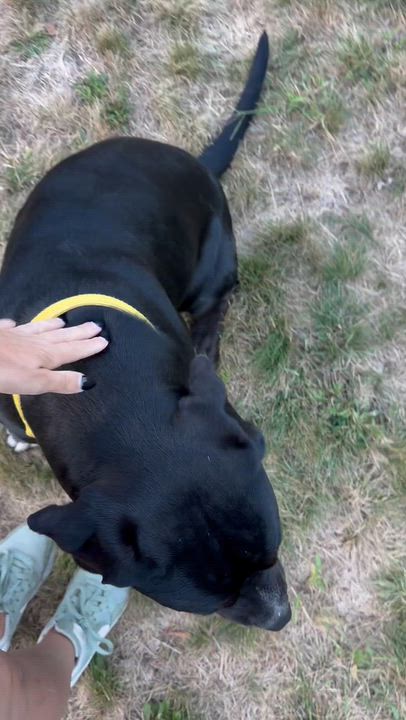 Enlarge WAFFLES, a Adoptable mixed breed in Kennebunk , ME video 6/6
