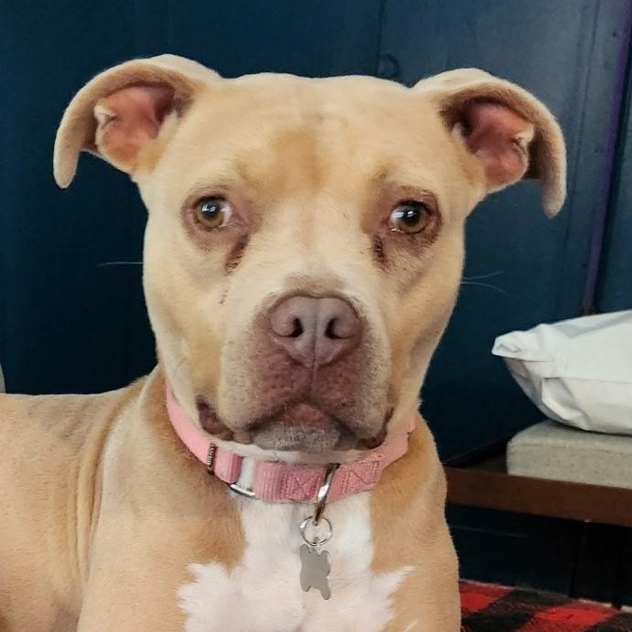 Enlarge Lil’ Debbie, a Adoptable mixed breed in Richmond, VA image 6/6