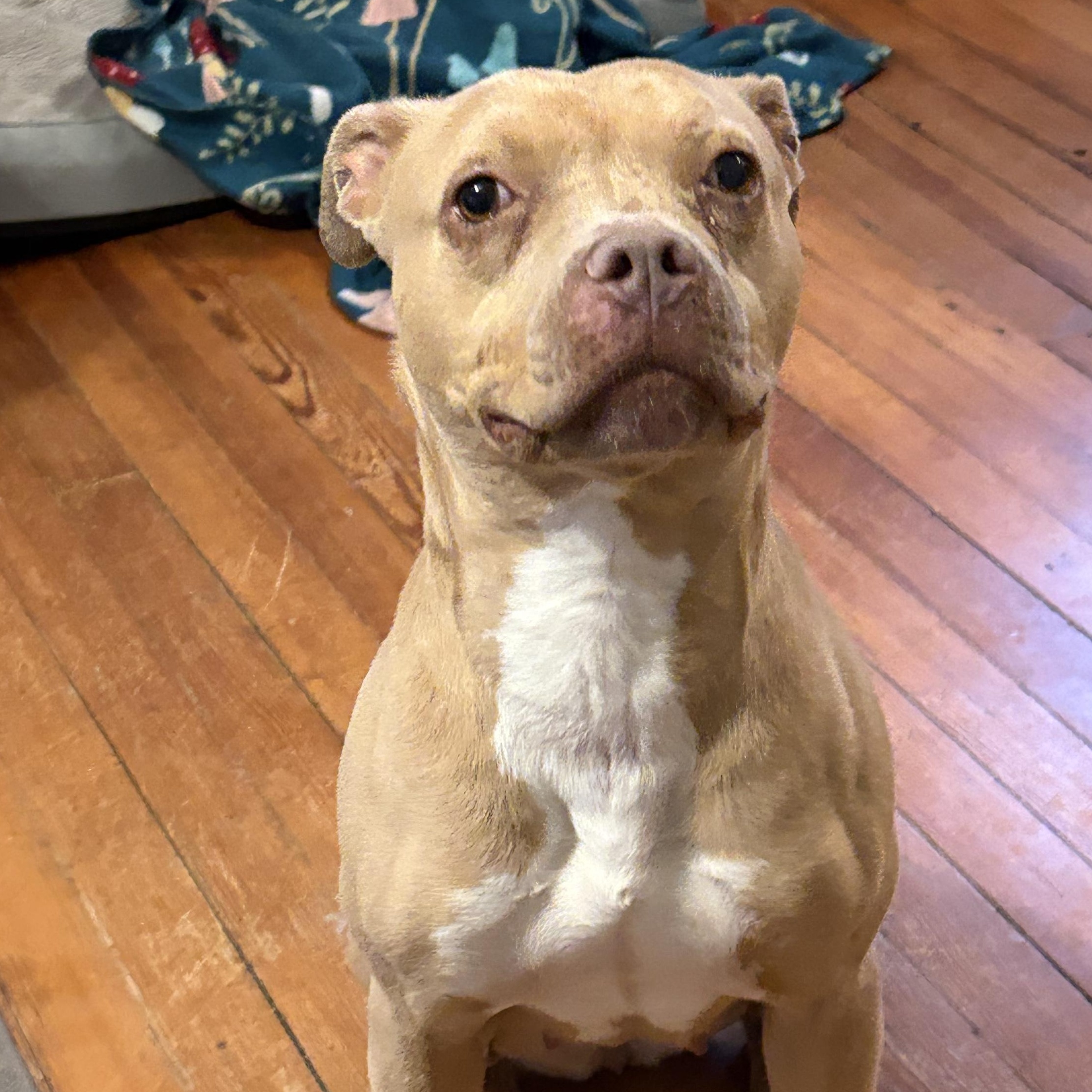 Enlarge Lil’ Debbie, a Adoptable mixed breed in Richmond, VA image 3/6