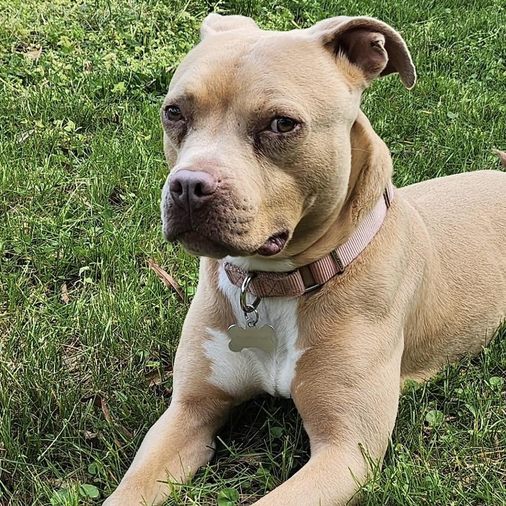 Enlarge Lil’ Debbie, a Adoptable mixed breed in Richmond, VA image 2/6
