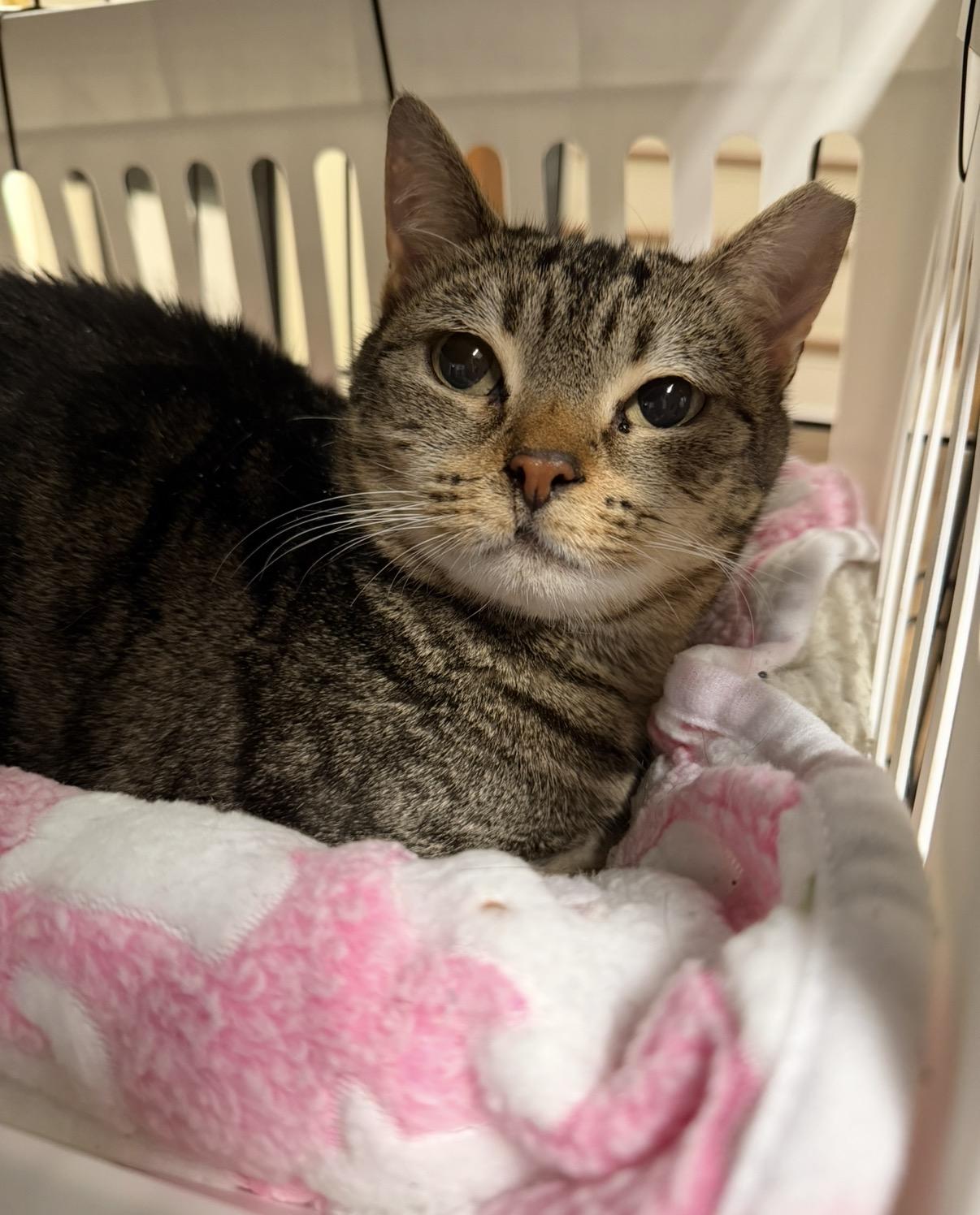 Enlarge Lil Bit, a ADOPTABLE Domestic Short Hair in Pawleys Island, SC image 3/3