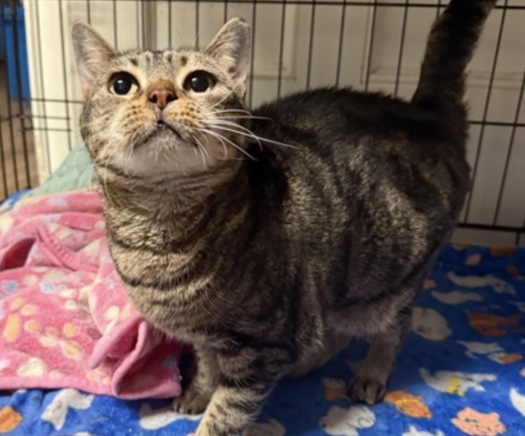 Enlarge Lil Bit, a ADOPTABLE Domestic Short Hair in Pawleys Island, SC image 2/3